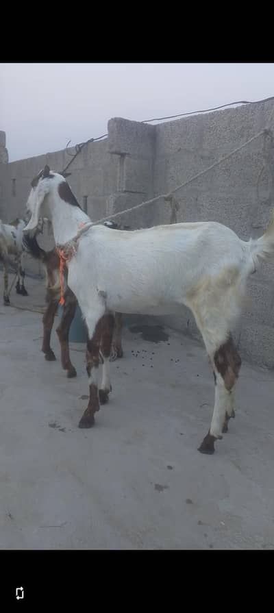 beetal Cross Bakri Goat for sale best for breading