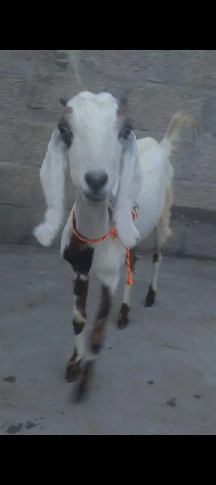 beetal Cross Bakri Goat for sale best for breading — photo 2