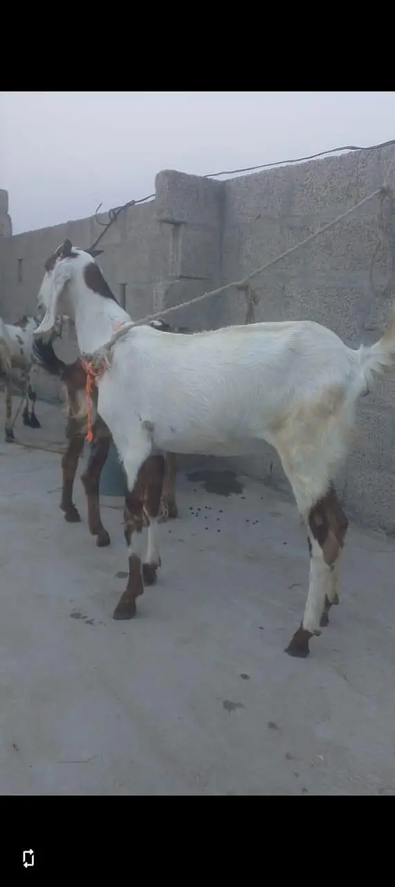 beetal Cross Bakri Goat for sale best for breading — photo 3