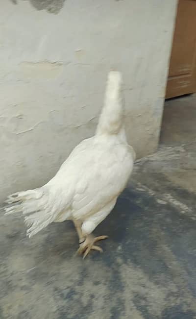 pure aseel Heera
