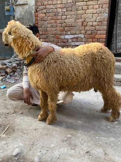 Mundra sultan breed