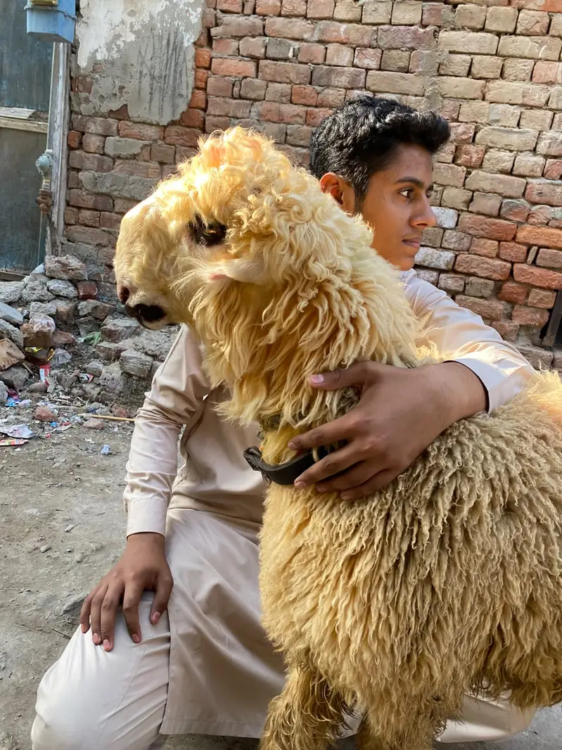 Mundra sultan breed — photo 2
