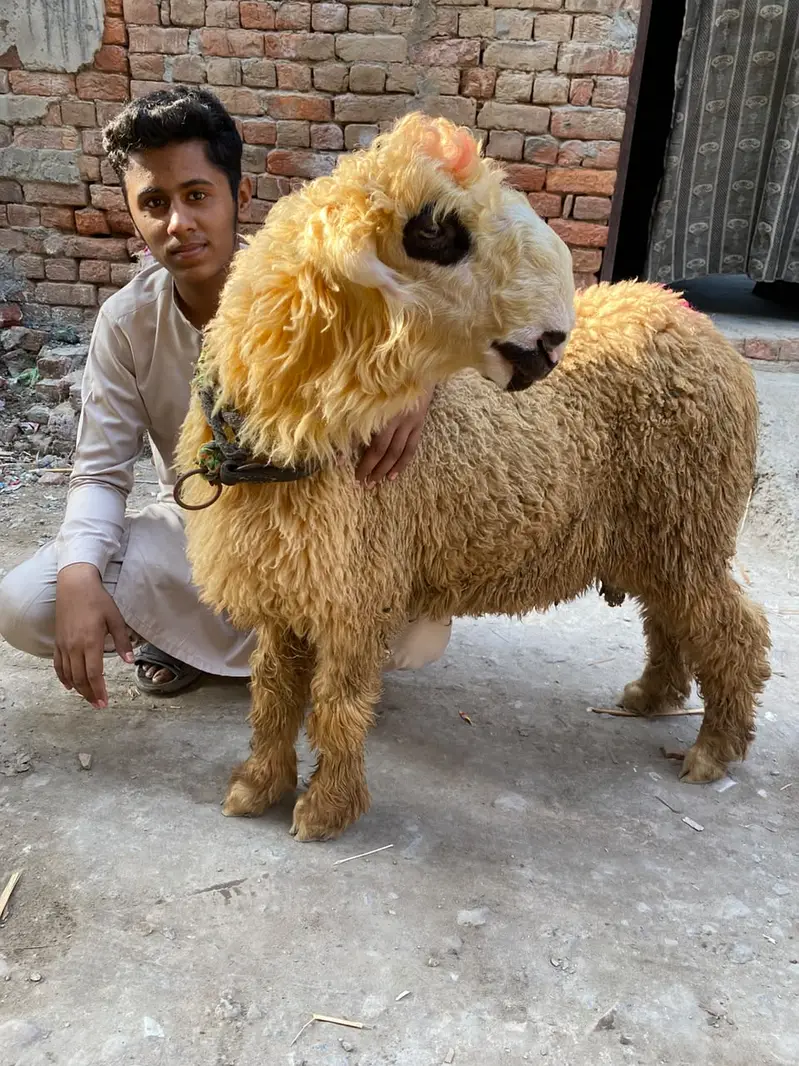 Mundra sultan breed — photo 3