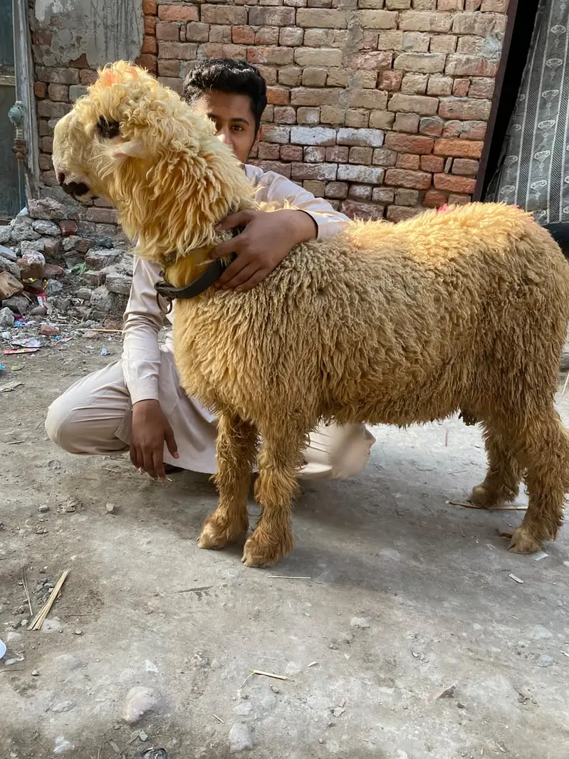 Mundra sultan breed — photo 4