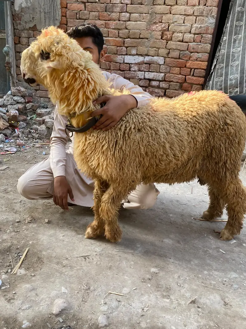 Mundra sultan breed — photo 5