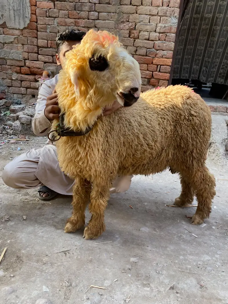 Mundra sultan breed — photo 6