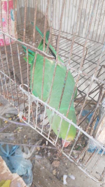 ringneck parrot for sale