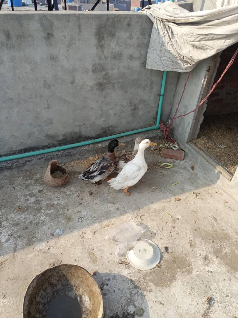 Ducks 0