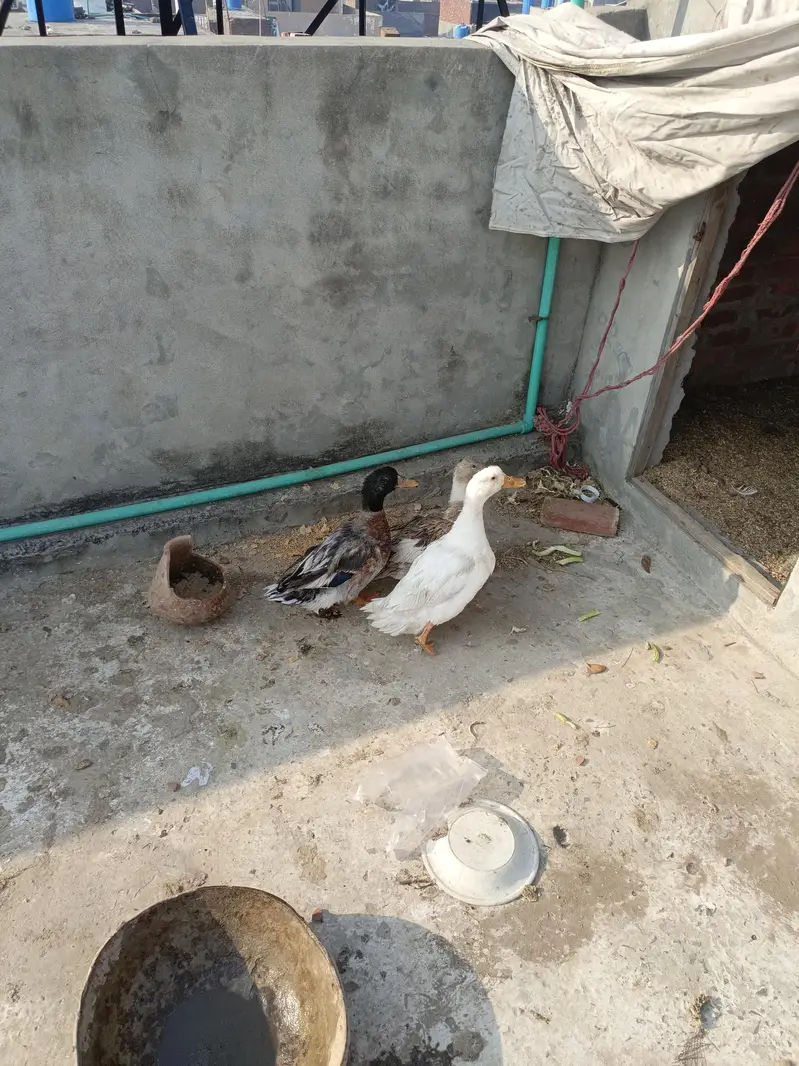 Ducks