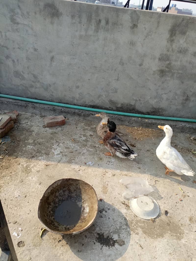 Ducks 1