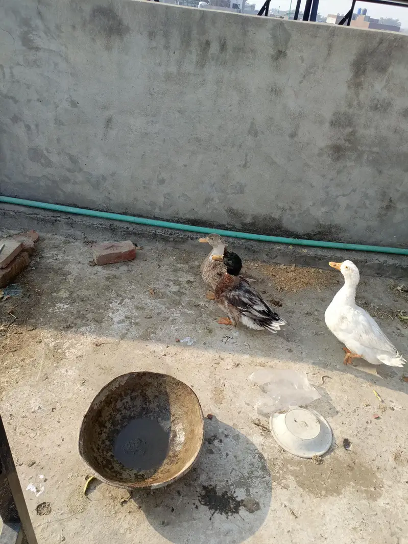 Ducks — photo 2