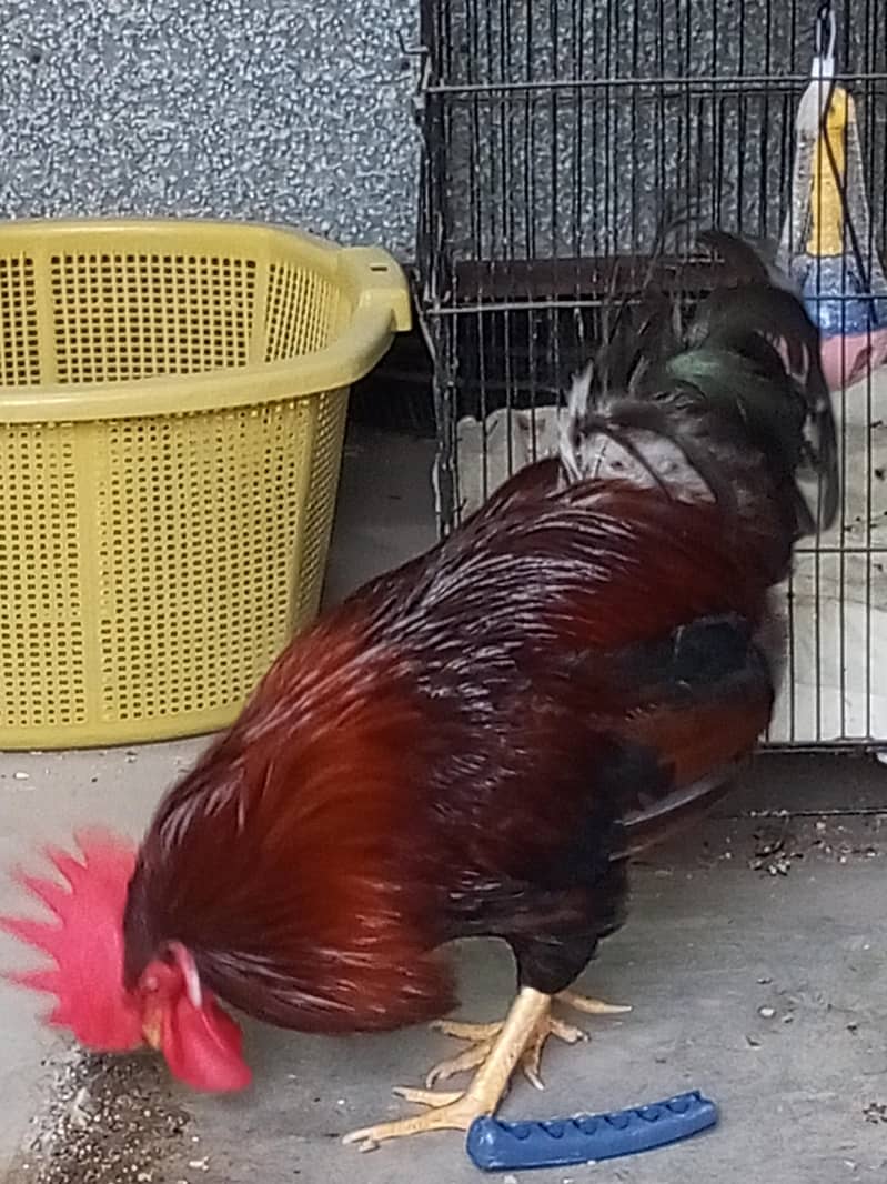 Rooster and Hens 0