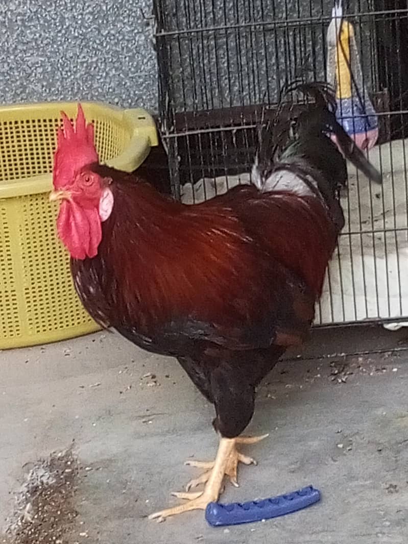 Rooster and Hens 1