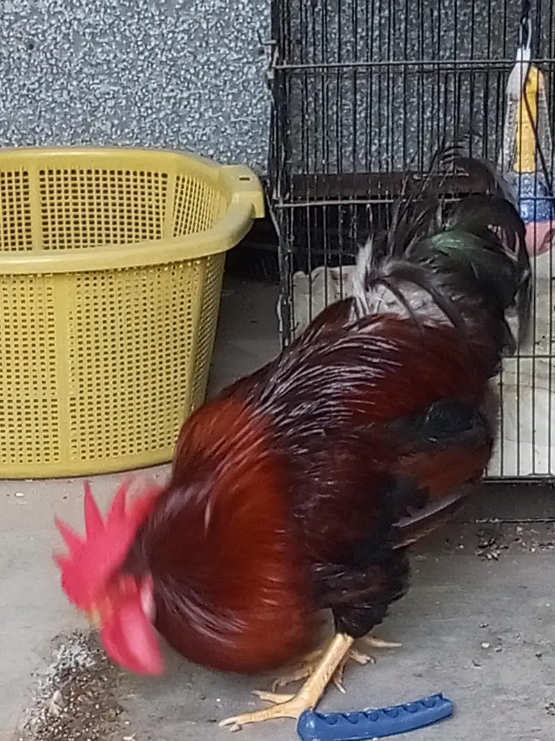 Rooster and Hens — photo 3