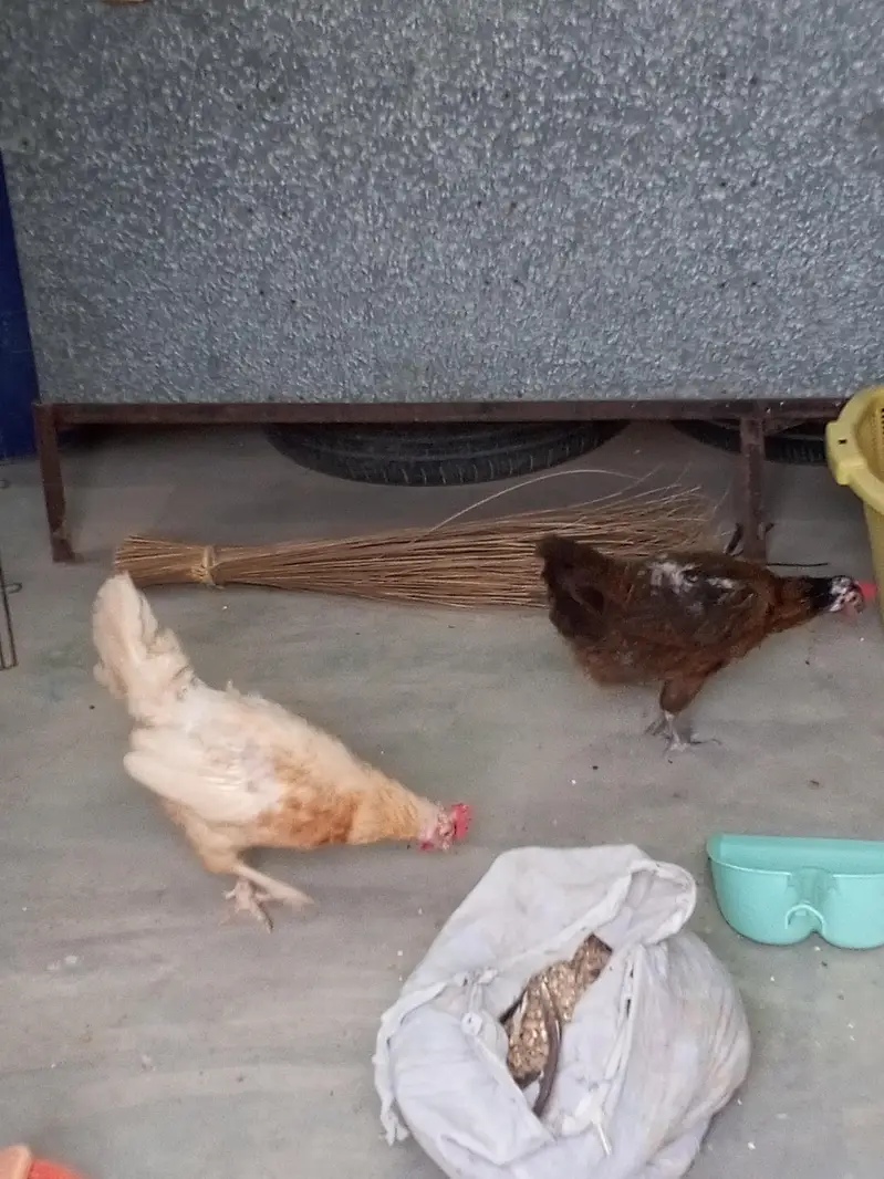 Rooster and Hens — photo 4