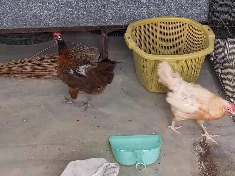 Rooster and Hens — photo 5