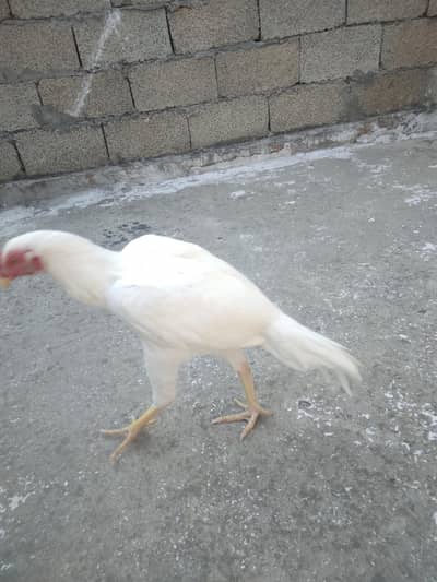 aseel hera
