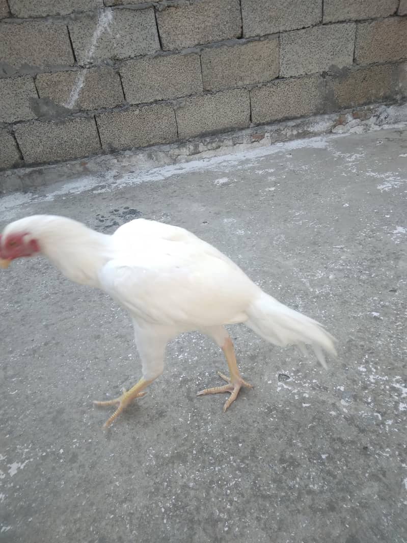 aseel hera 0