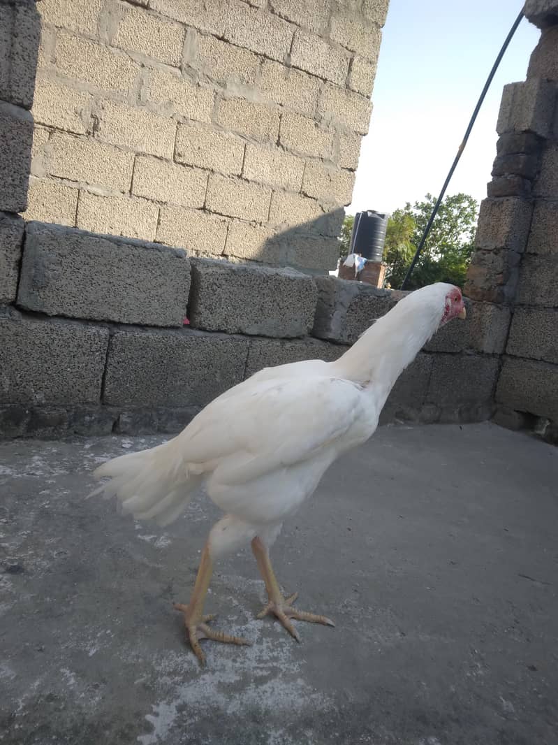 aseel hera 1