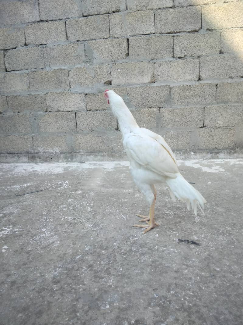 aseel hera 2