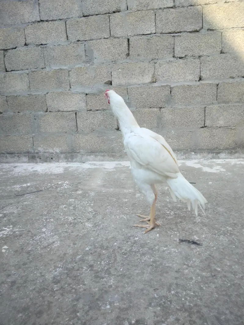aseel hera — photo 3