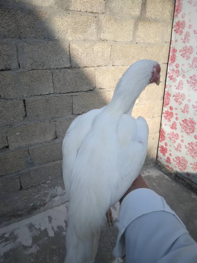 aseel hera 3