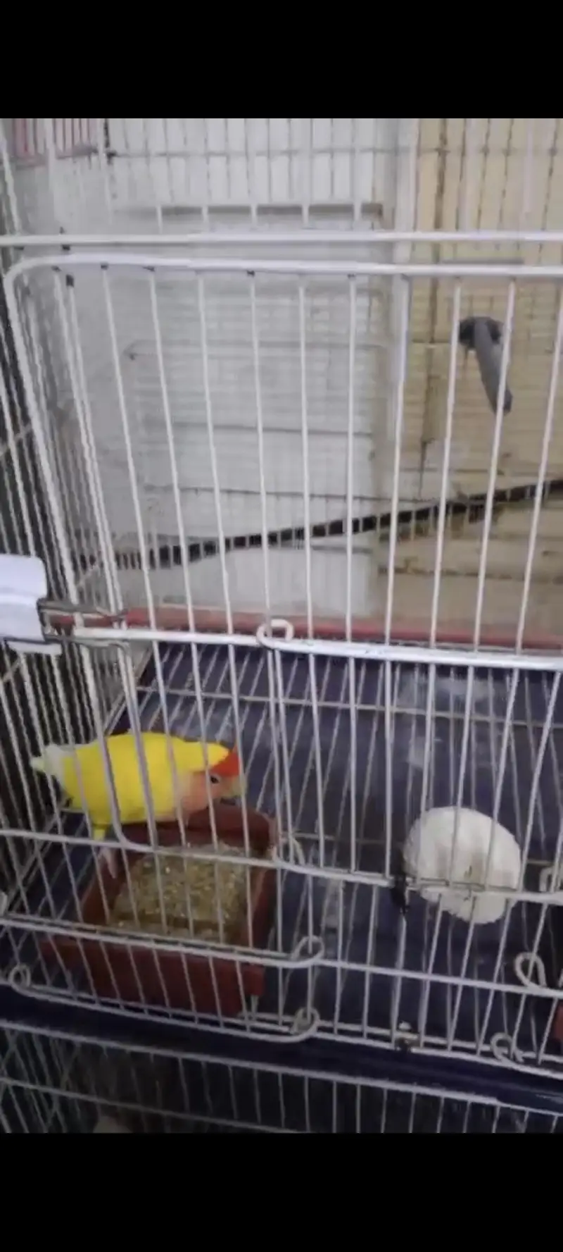 yellow Fisher — photo 2