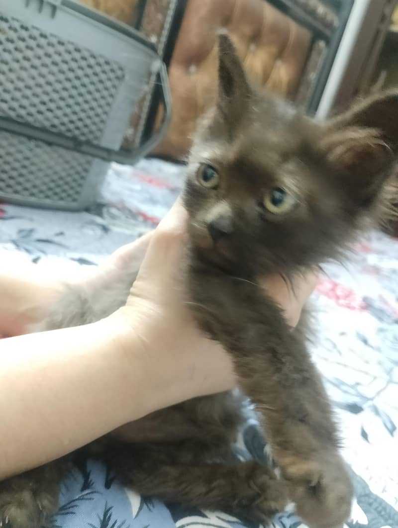 persian kittens 0