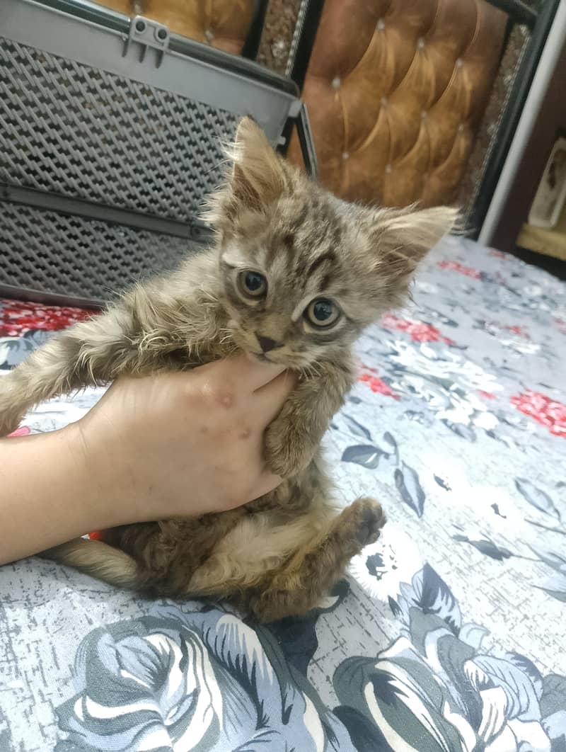 persian kittens 1