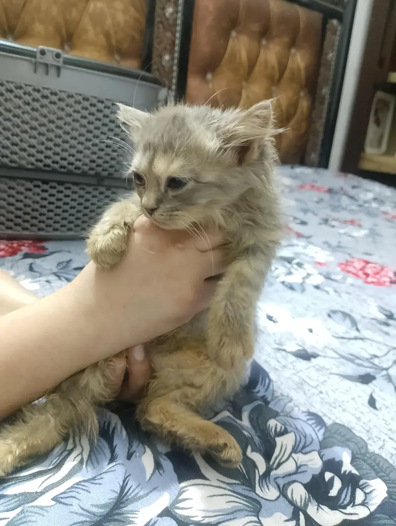 persian kittens — photo 3