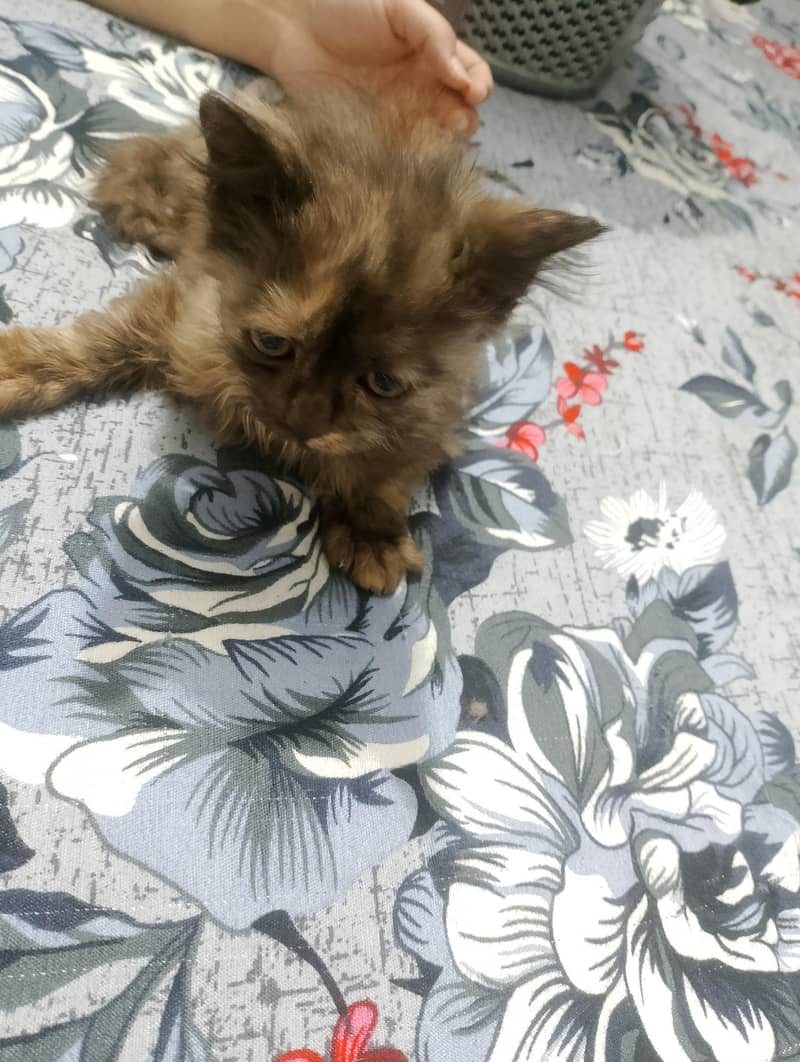 persian kittens 3