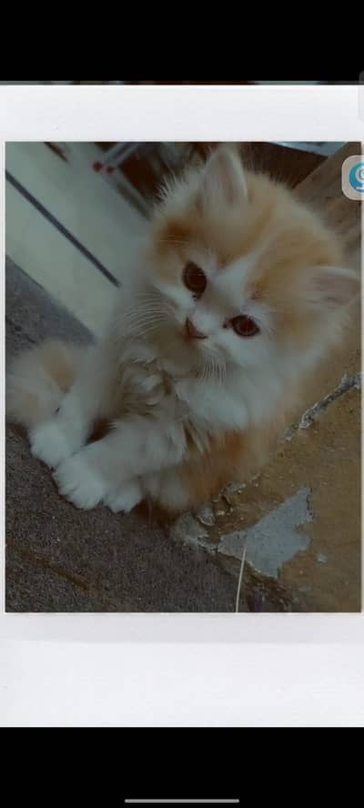 Persian triple coated