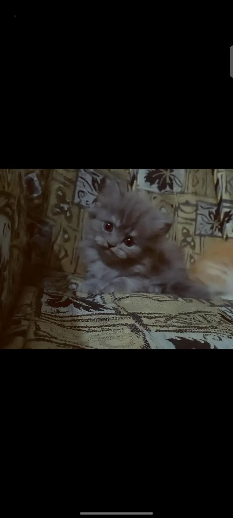 Persian triple coated — photo 3