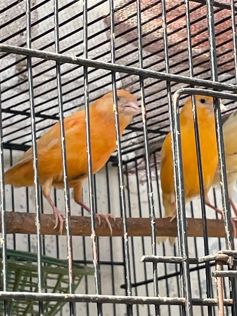 singing canary birds available for sale