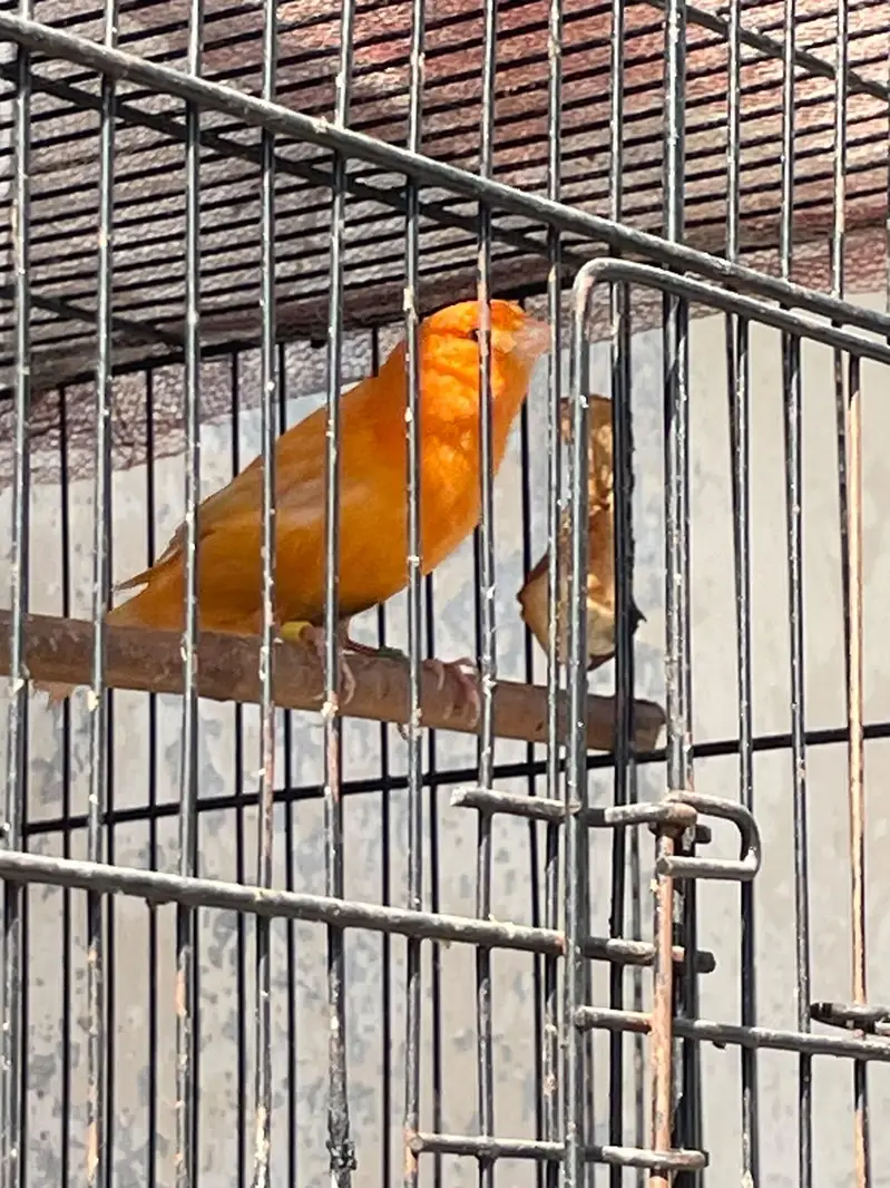 singing canary birds available for sale — photo 2