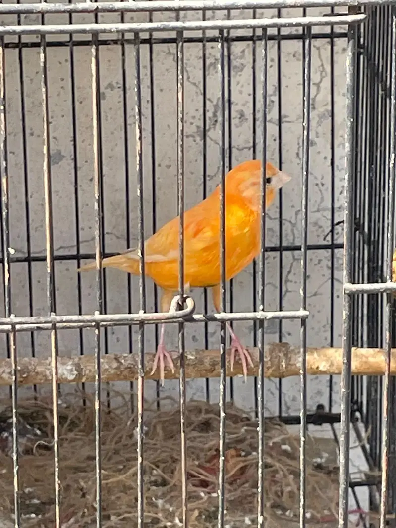 singing canary birds available for sale — photo 3