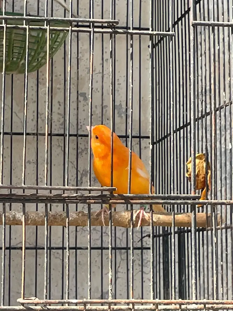 singing canary birds available for sale — photo 4