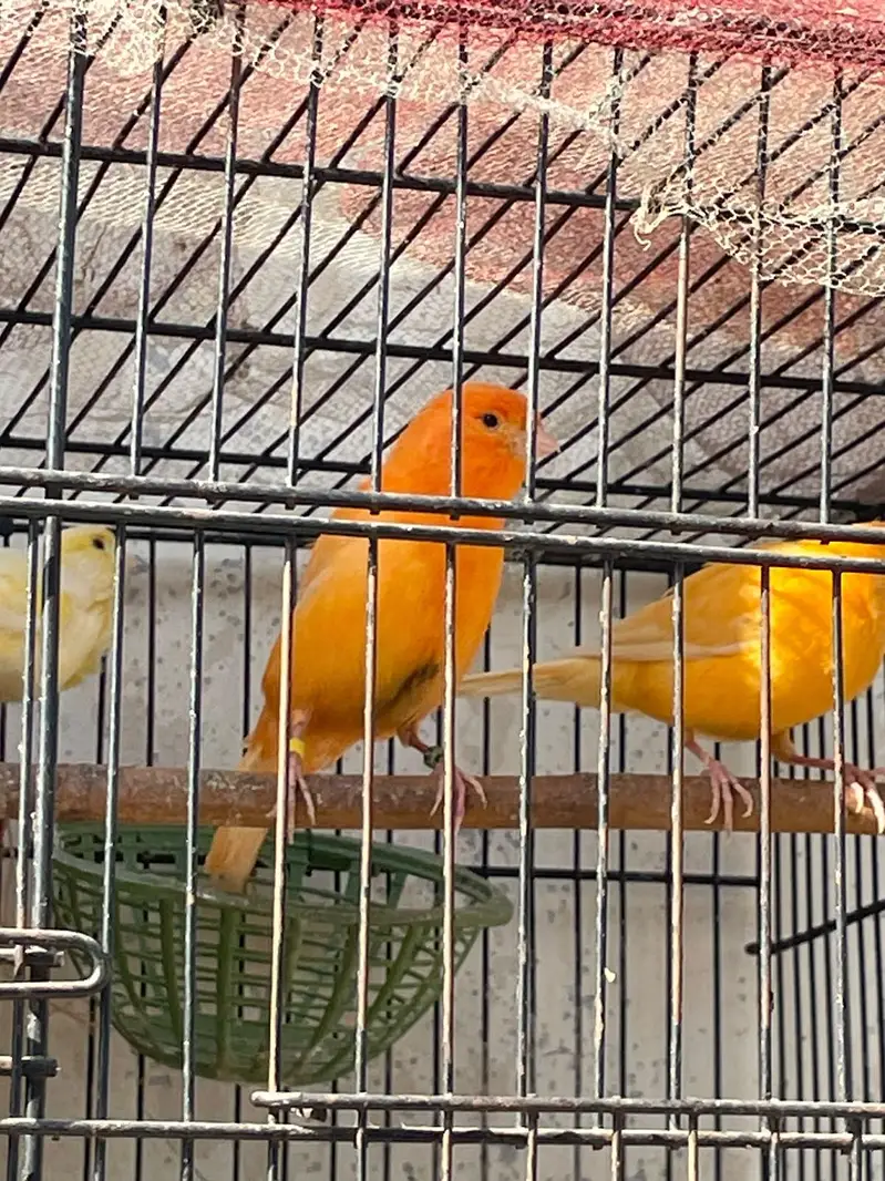 singing canary birds available for sale — photo 5