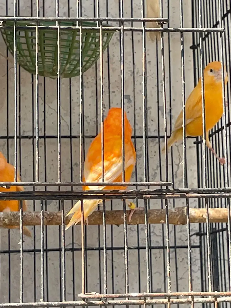 singing canary birds available for sale — photo 6