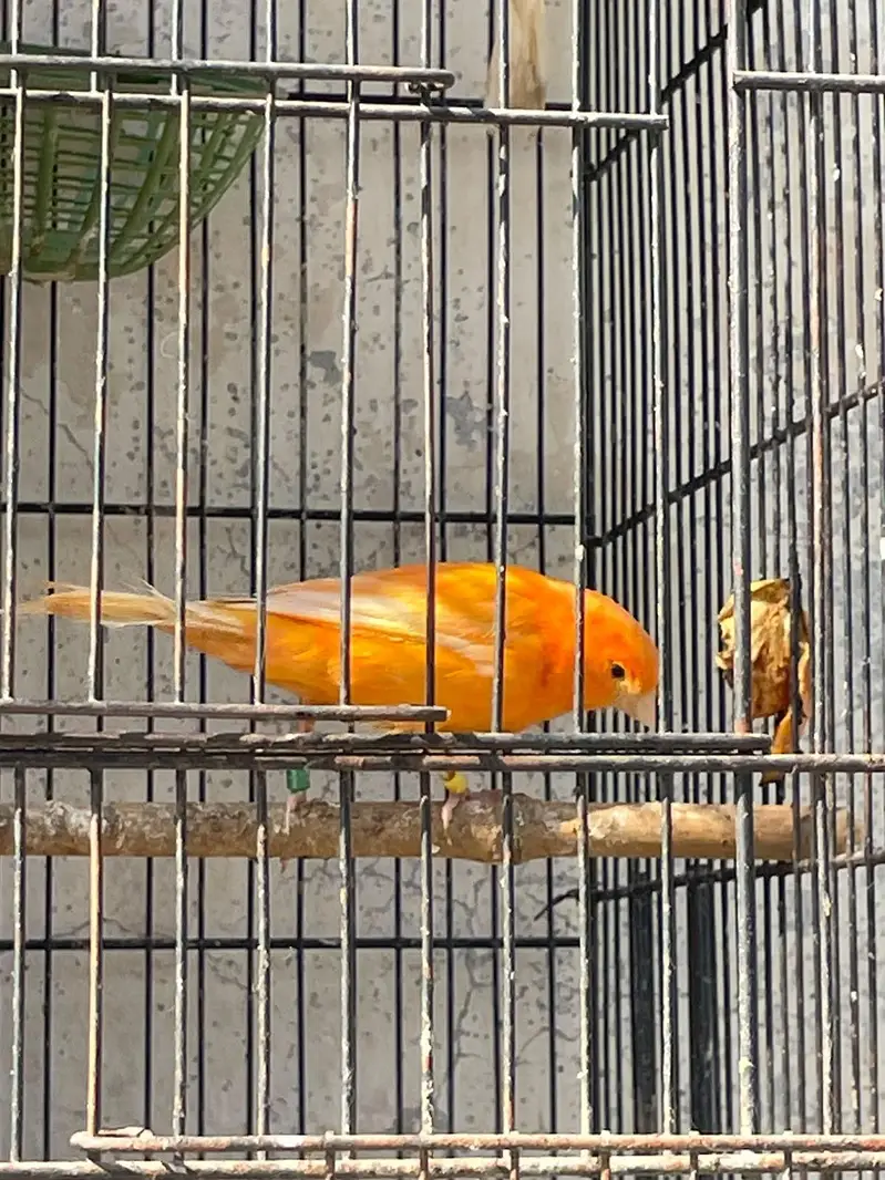 singing canary birds available for sale — photo 7