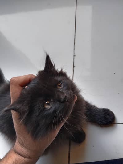 RARE jet black persian kitten double coated- Doll face (2 months old)