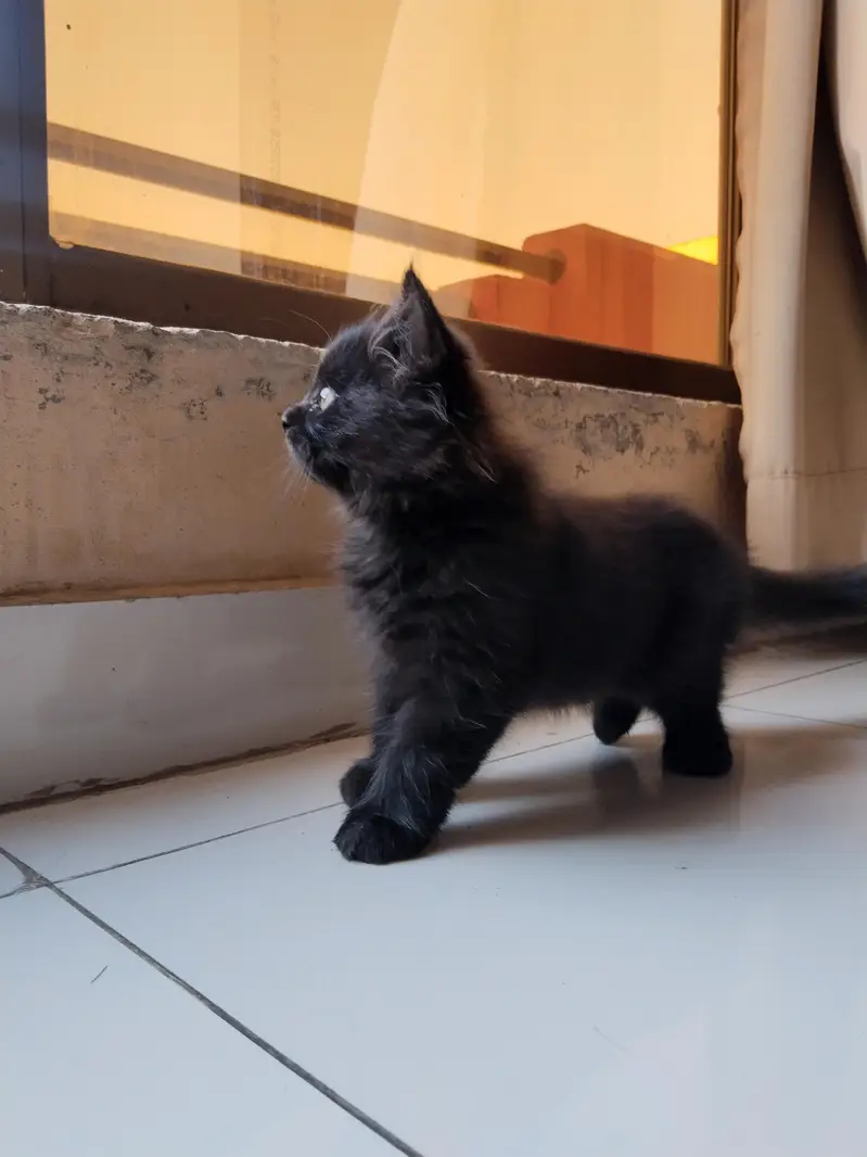 RARE jet black persian kitten double coated- Doll face (2 months old) — photo 2