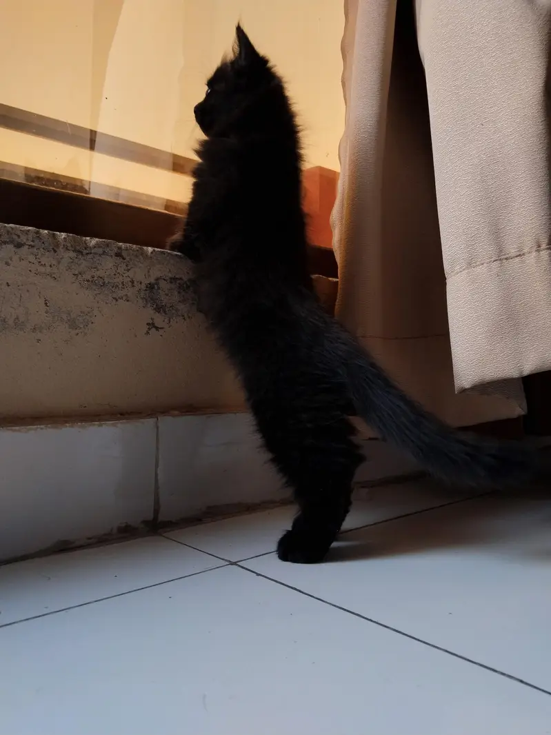 RARE jet black persian kitten double coated- Doll face (2 months old) — photo 3