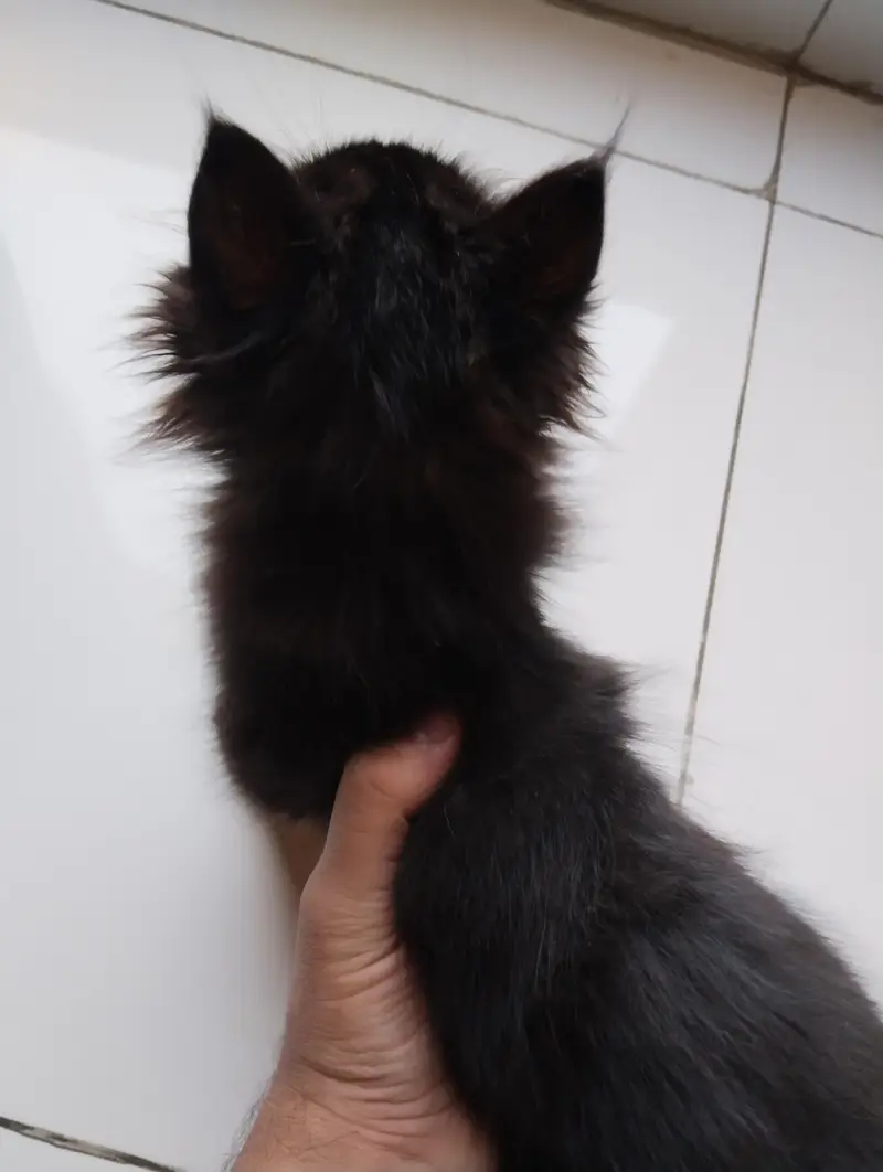 RARE jet black persian kitten double coated- Doll face (2 months old) — photo 4