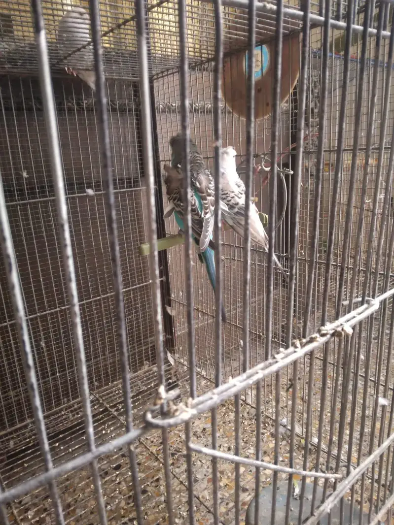 Budgies Pairs with 4 portion Cage — photo 2
