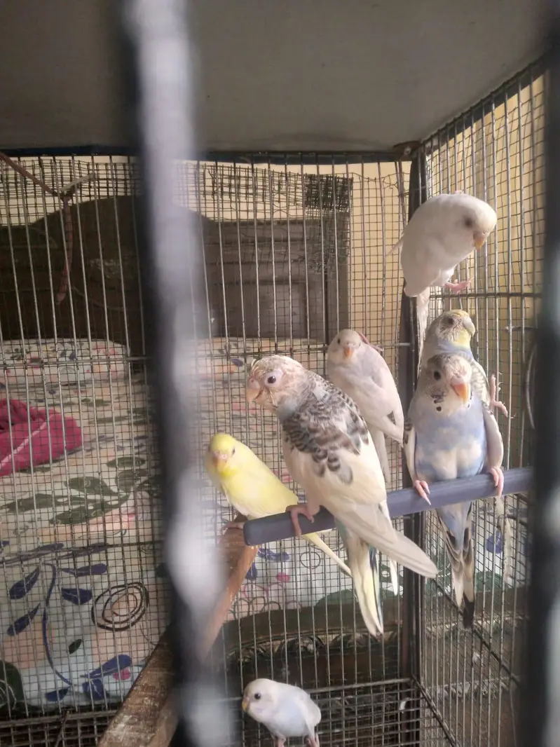 Budgies Pairs with 4 portion Cage — photo 3