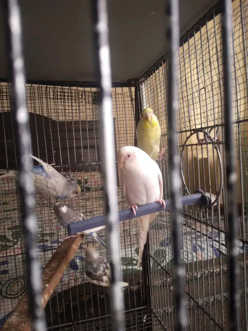 Budgies Pairs with 4 portion Cage — photo 4