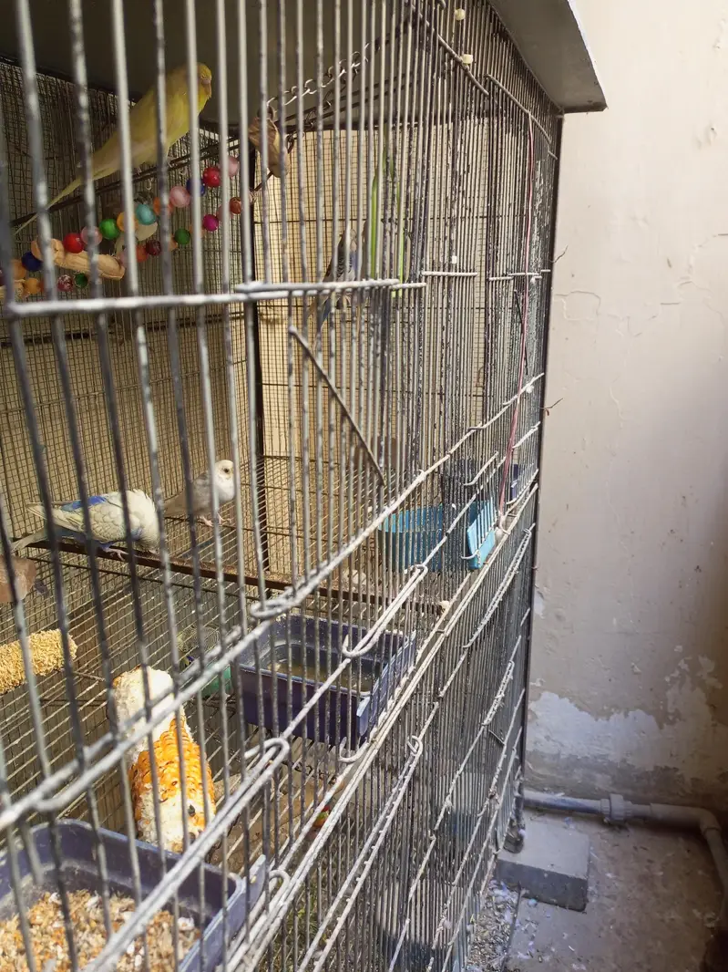 Budgies Pairs with 4 portion Cage — photo 5