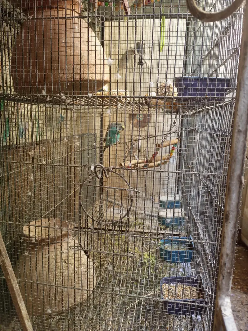 Budgies Pairs with 4 portion Cage — photo 6