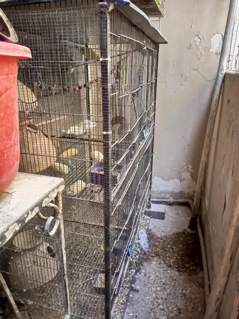 Budgies Pairs with 4 portion Cage — photo 7